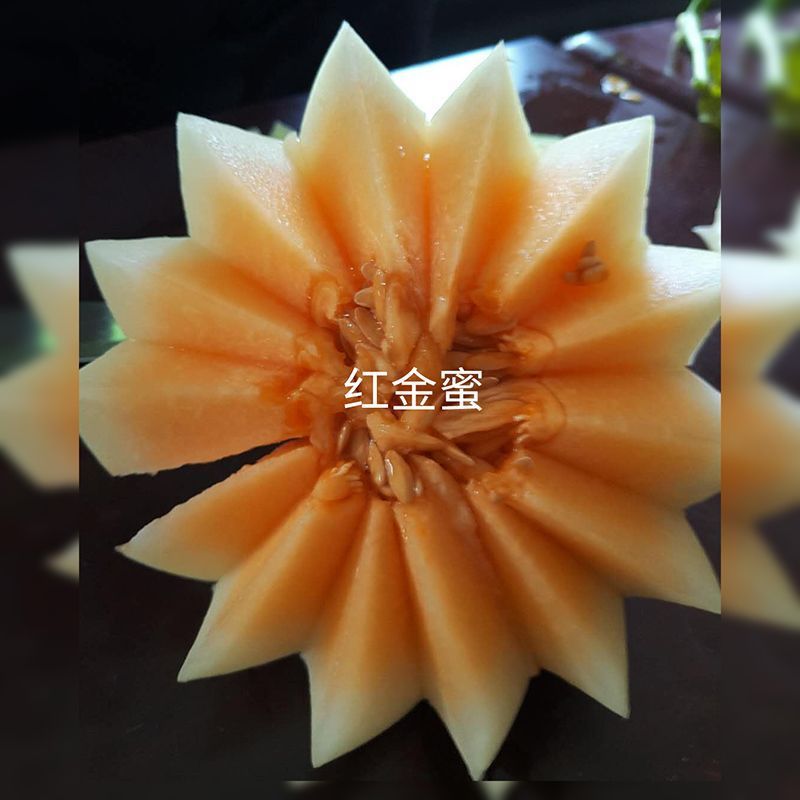 红金蜜苗香瓜苗红金蜜嫁接甜瓜苗红金蜜甜瓜苗包回收