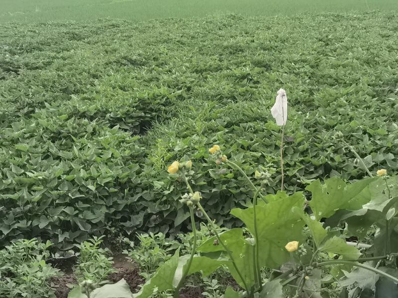 红薯嫩叶