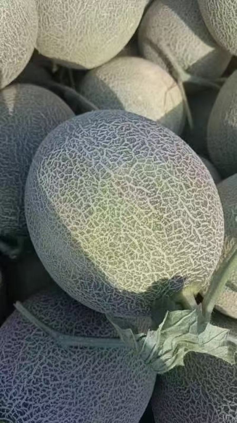 蜜瓜，哈密瓜，晓蜜25，甘肃蜜瓜，产地全国直发！！