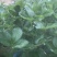 香蕉草莓苗天宝苗