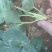 香蕉草莓苗天宝苗
