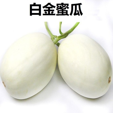 白金蜜苗白金蜜香瓜苗白金蜜甜瓜苗白金蜜瓜苗包回收