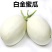 白金蜜苗白金蜜香瓜苗白金蜜甜瓜苗白金蜜瓜苗包回收