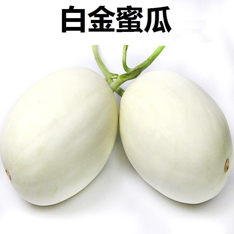白金蜜苗白金蜜香瓜苗白金蜜甜瓜苗白金蜜瓜苗包回收