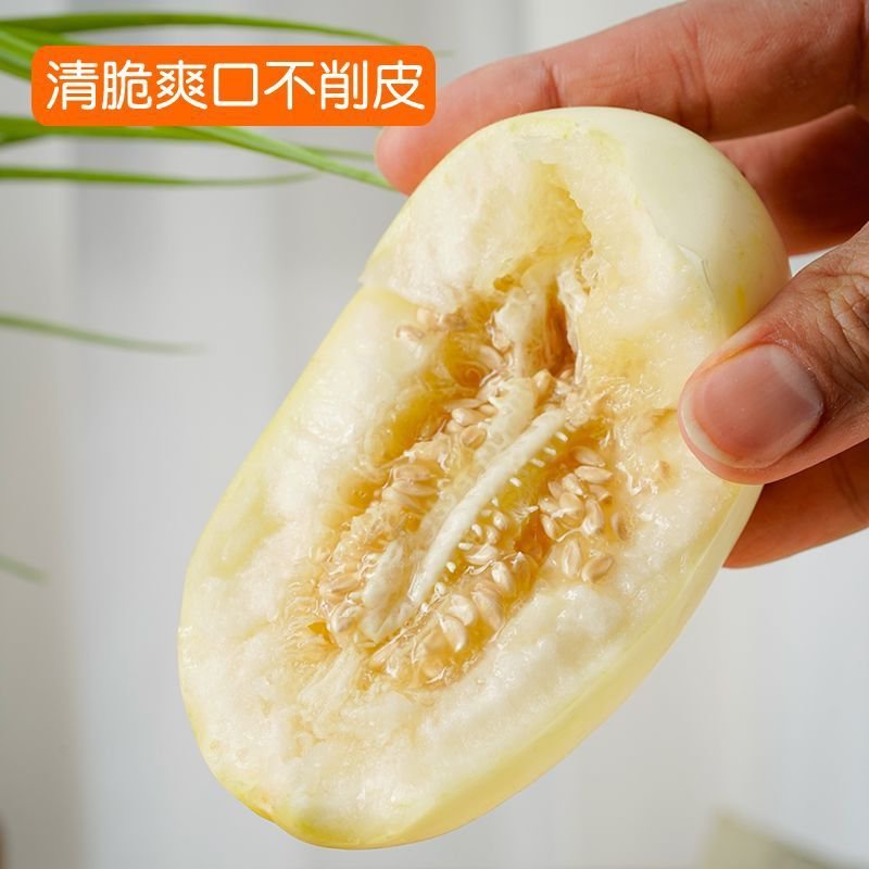 天美55甜瓜苗包回收黄皮甜瓜苗天美55号嫁接甜瓜苗