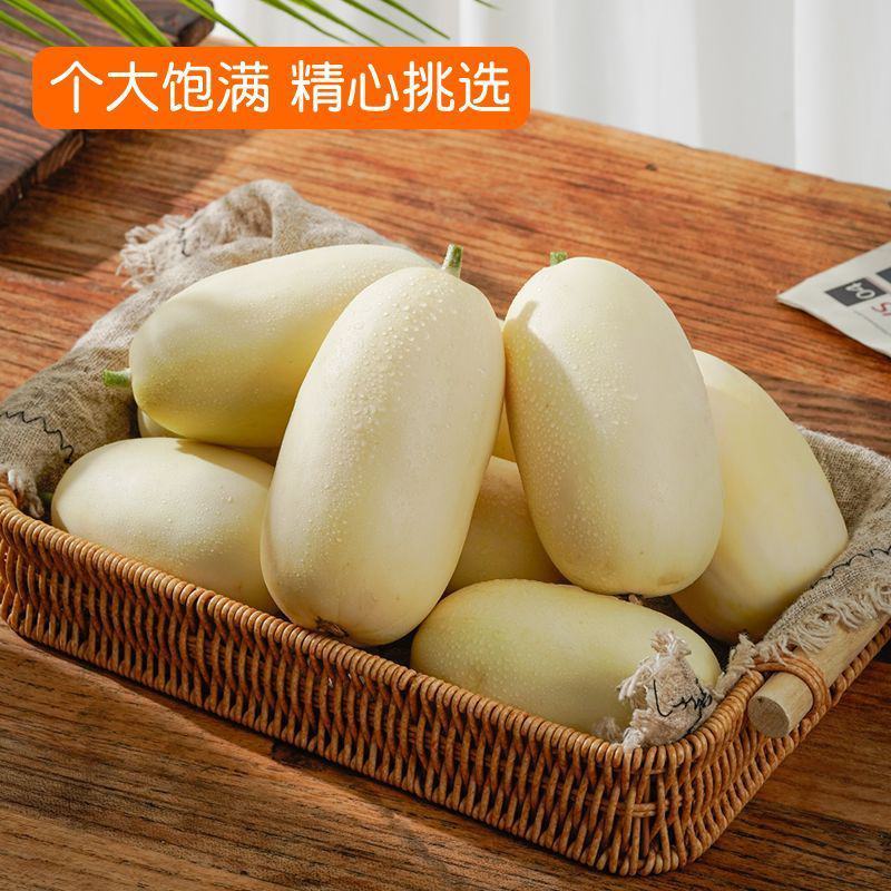天美55甜瓜苗包回收黄皮甜瓜苗天美55号嫁接甜瓜苗