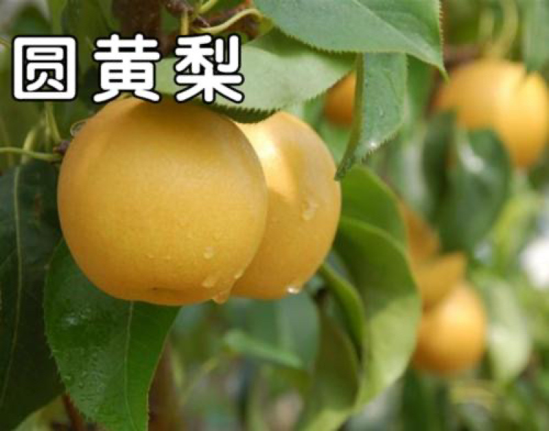 圆黄梨🍐辽宁东港
