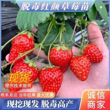 红颜草莓苗，章姬草莓苗，质量保证，三包产品！