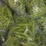 【泡菜】腌制辣椒泡椒腌制杭椒腌制青阳出口辣椒酸甜口味