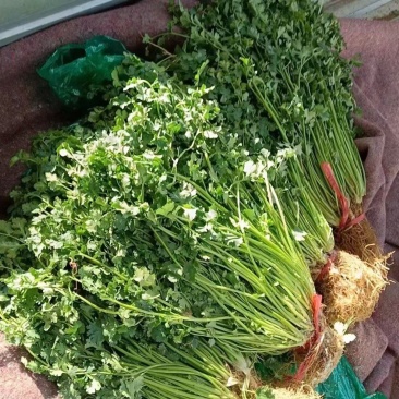 铁杆青香菜，山东香菜，产地直发，香味浓郁，对接市场档口等