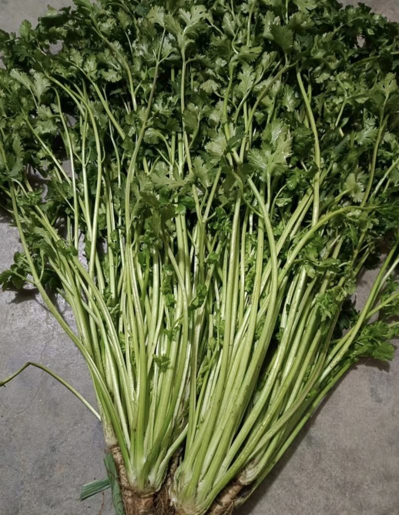 铁杆青香菜，山东香菜，产地直发，香味浓郁，对接市场档口等