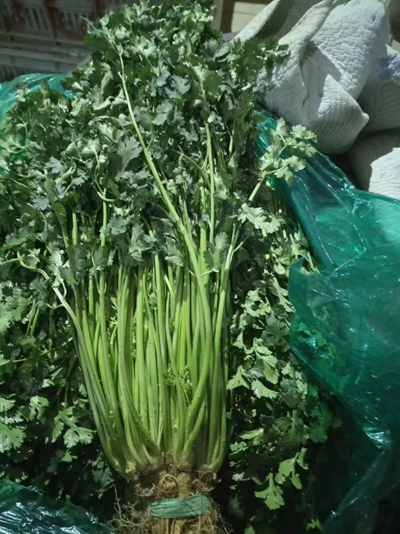 铁杆青香菜，山东香菜，产地直发，香味浓郁，对接市场档口等
