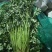 铁杆青香菜，山东香菜，产地直发，香味浓郁，对接市场档口等