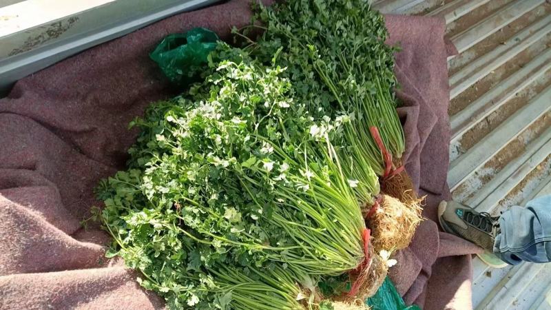 铁杆青香菜，山东香菜，产地直发，香味浓郁，对接市场档口等