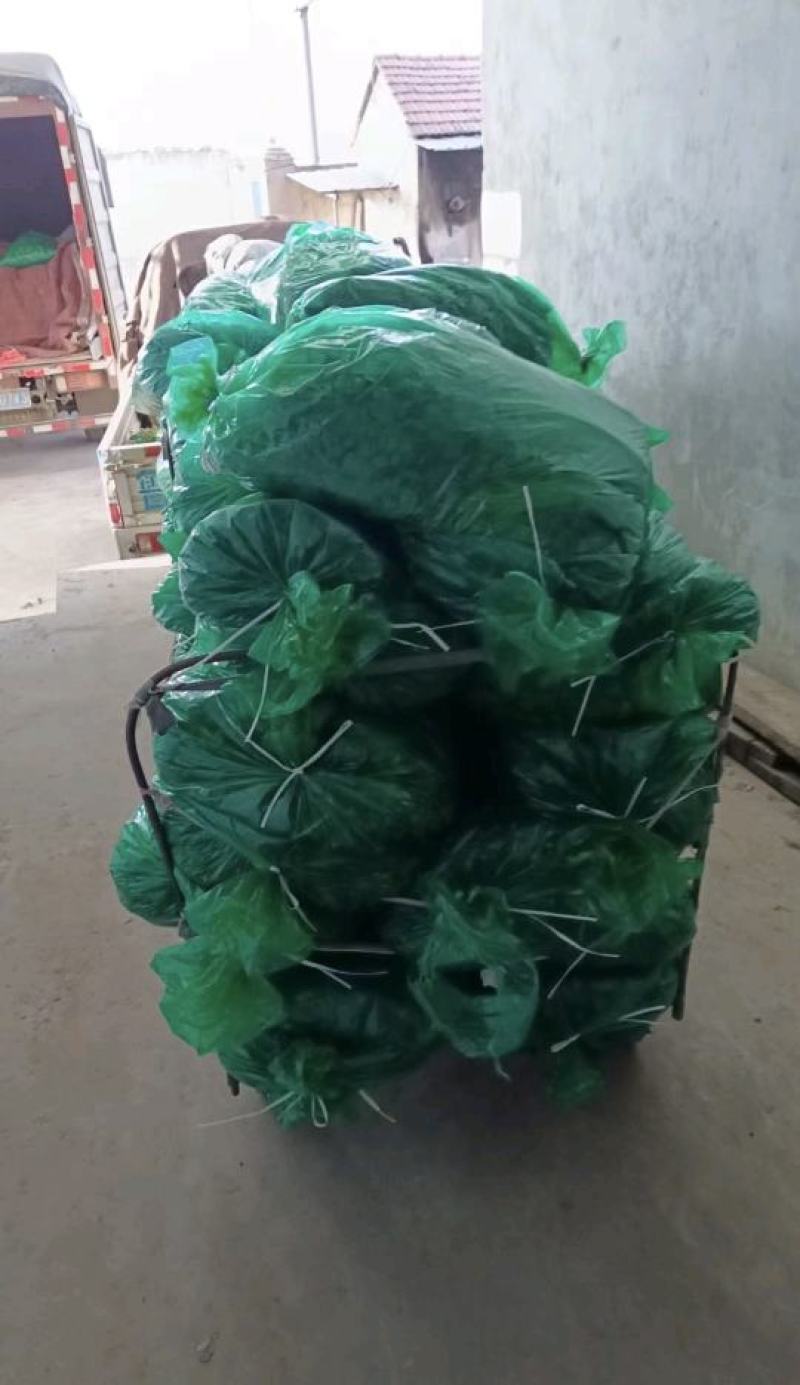 铁杆青香菜，山东香菜，产地直发，香味浓郁，对接市场档口等