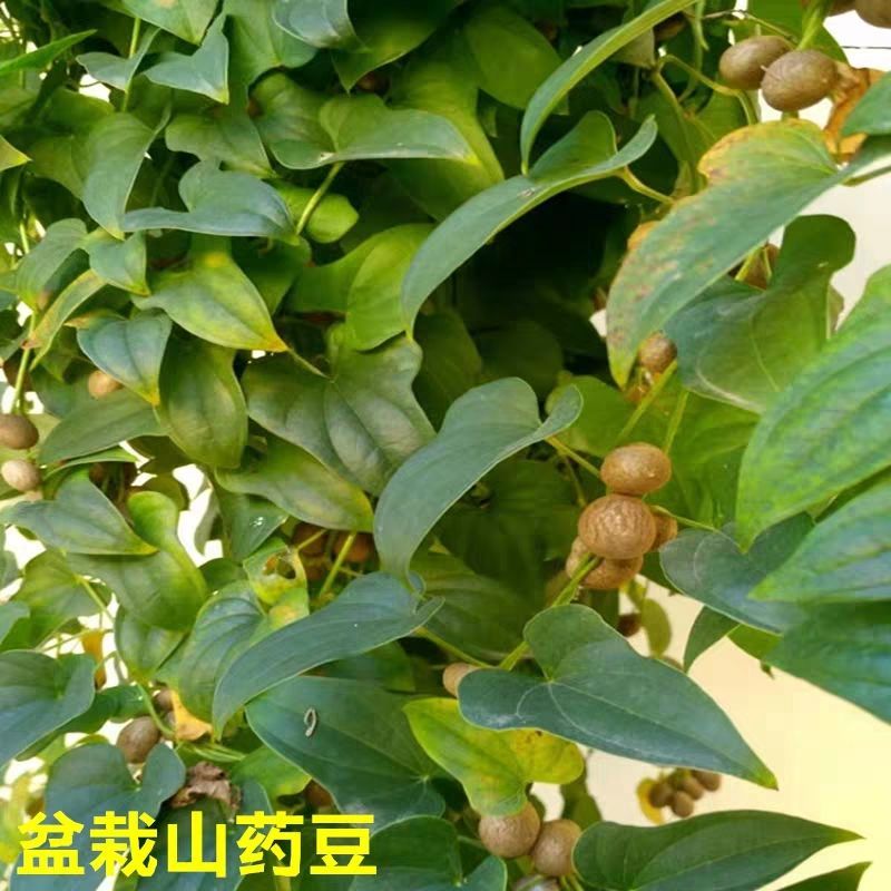 山药豆种子铁棍山药种子蔬菜种子农家自收天然无污染