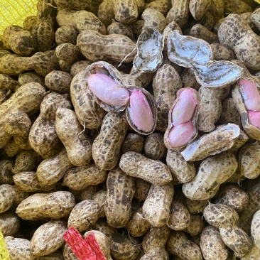 鲜花生🥜过筛，人工挑选，产地自发，量大从优