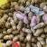 鲜花生🥜过筛，人工挑选，产地自发，量大从优