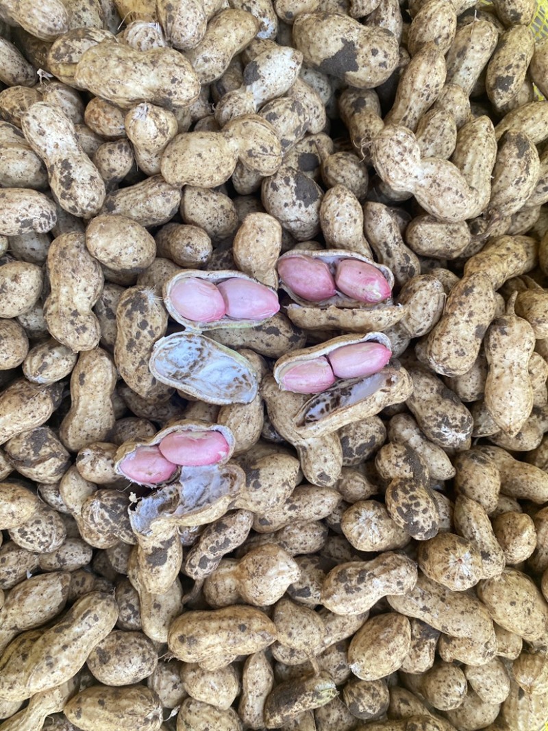 鲜花生🥜过筛，人工挑选，产地自发，量大从优