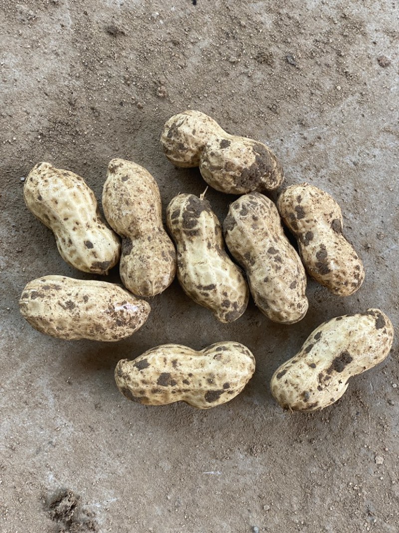 鲜花生🥜过筛，人工挑选，产地自发，量大从优