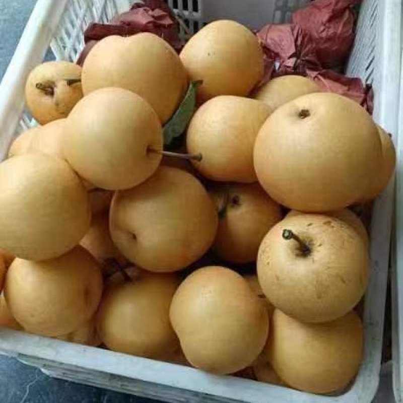 秋月梨