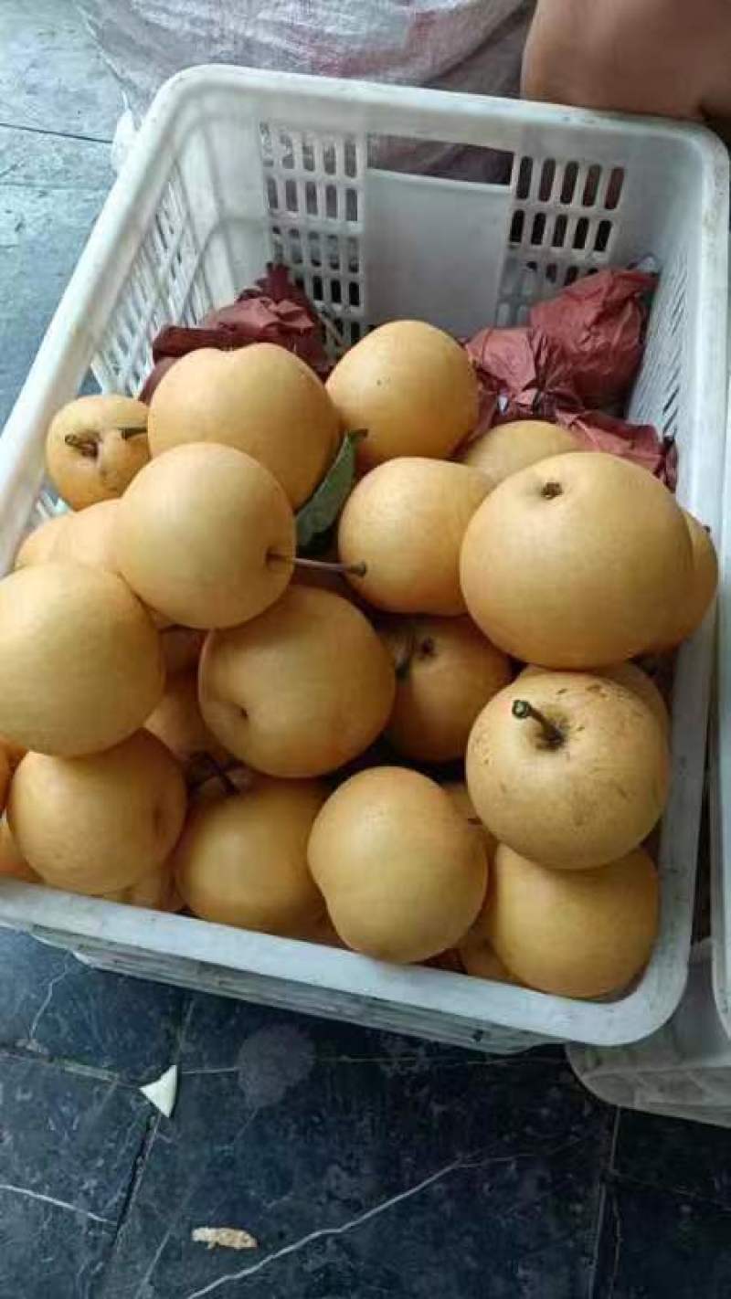 秋月梨