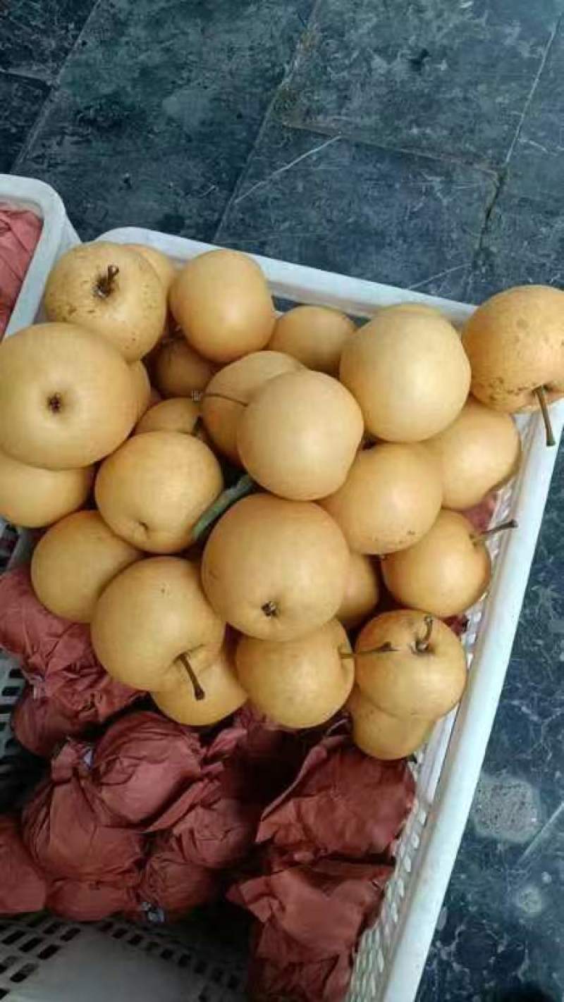 秋月梨