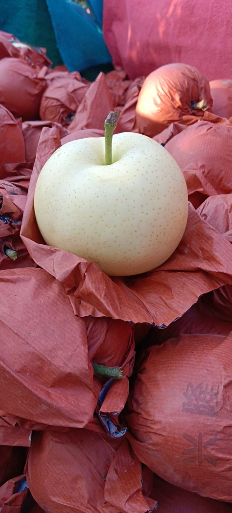 黄金梨