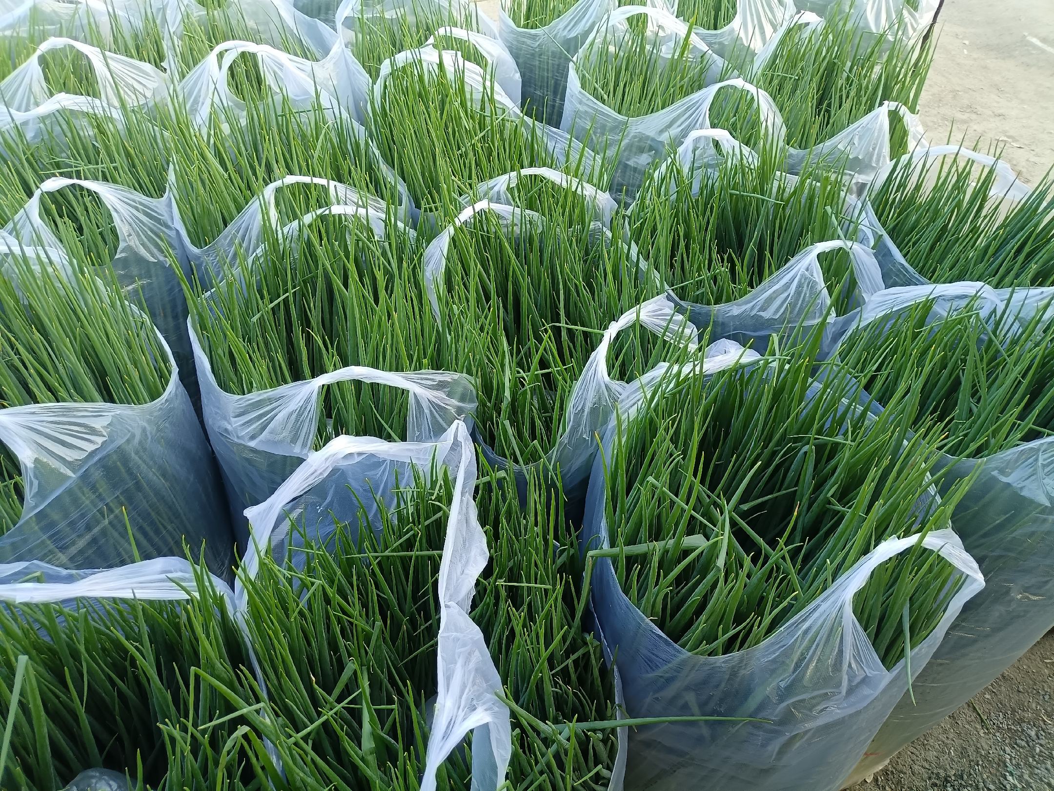 小葱保鲜方法示意图