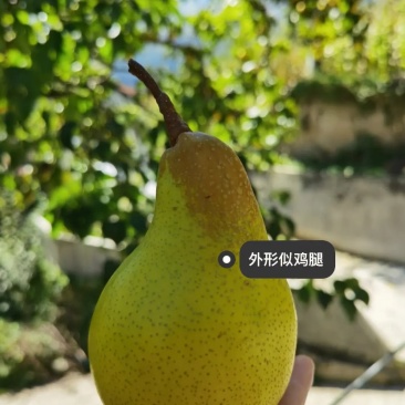 金川雪梨