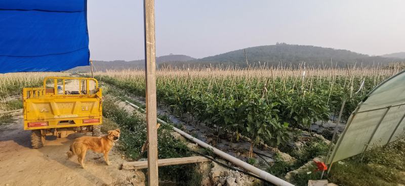 量大从优基地直供四季供货五花茄糯茄面包茄冰川茄