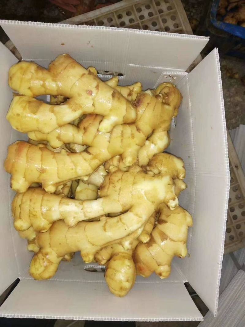 山东生姜产地