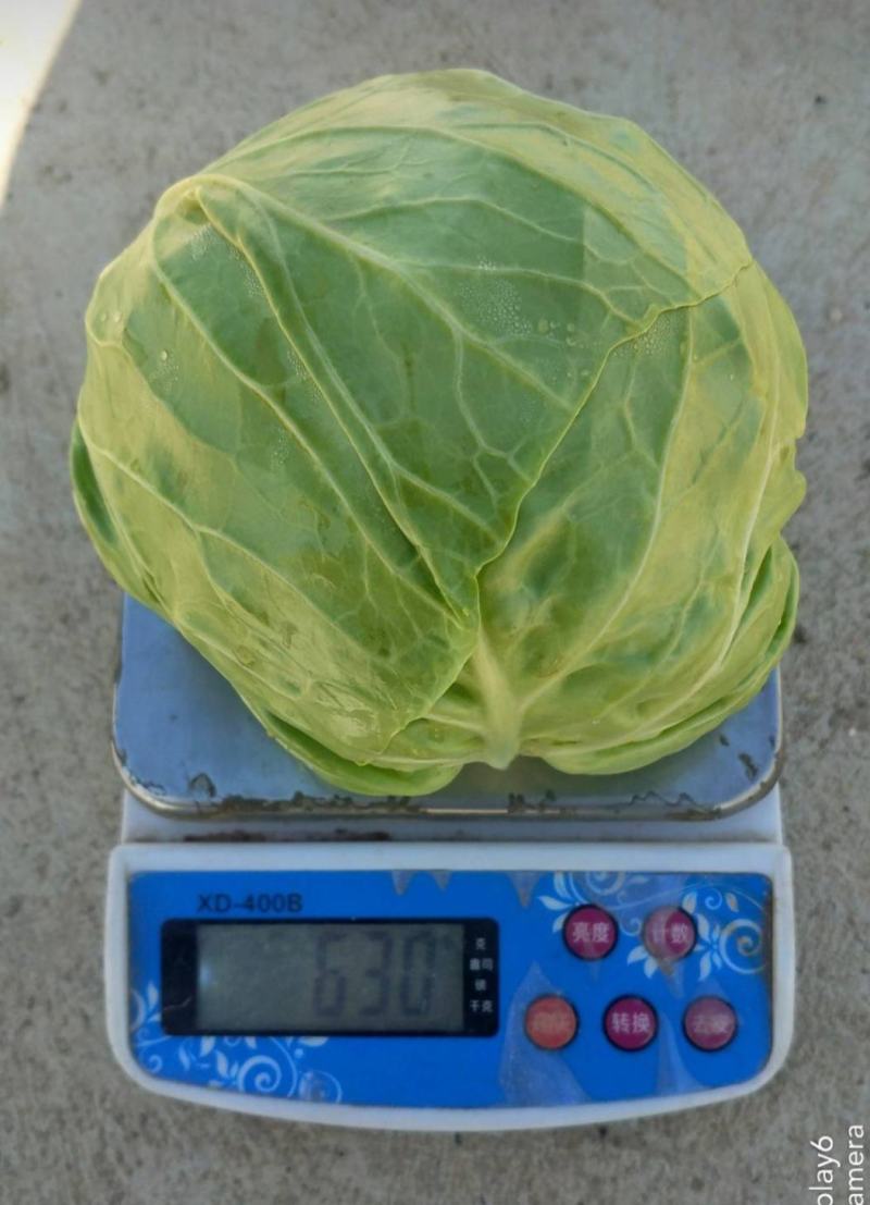 极早熟进口球形耐裂甘蓝品种，早上市口感好，基地直供。