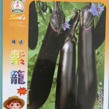 紫色长茄种子，产量高，坐果快，长势旺，基地直供。