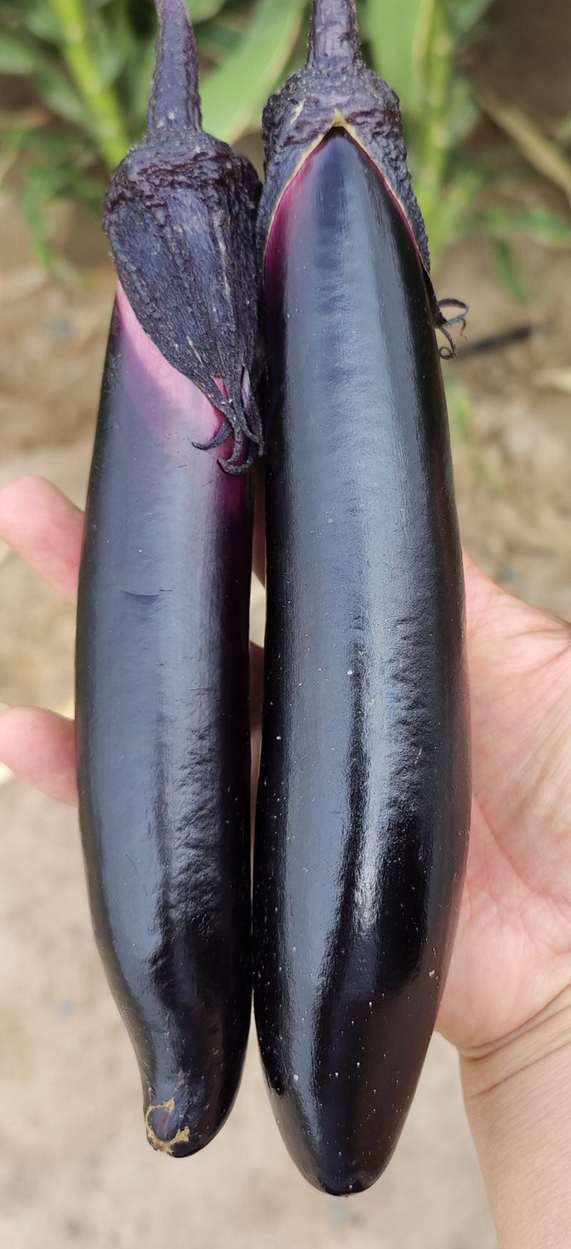紫色长茄种子，产量高，坐果快，长势旺，基地直供。