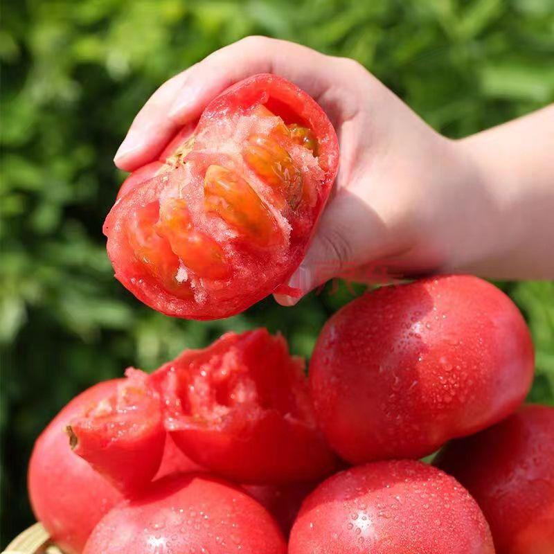 【精选】山西粉红西红柿口感沙甜沙瓢多汁大量上市