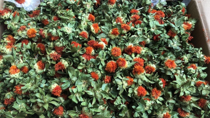 红花朵甘肃红花朵云南新货草红花干度好红花头不抽花丝