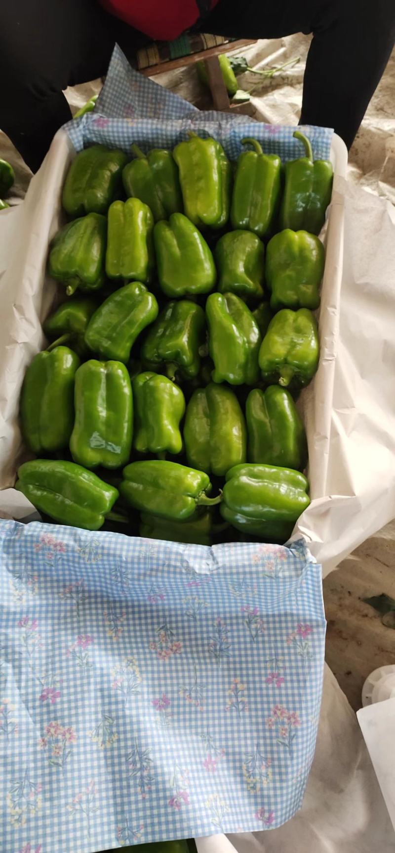 （热销）新乐市产地直发精品大棚种植太空椒