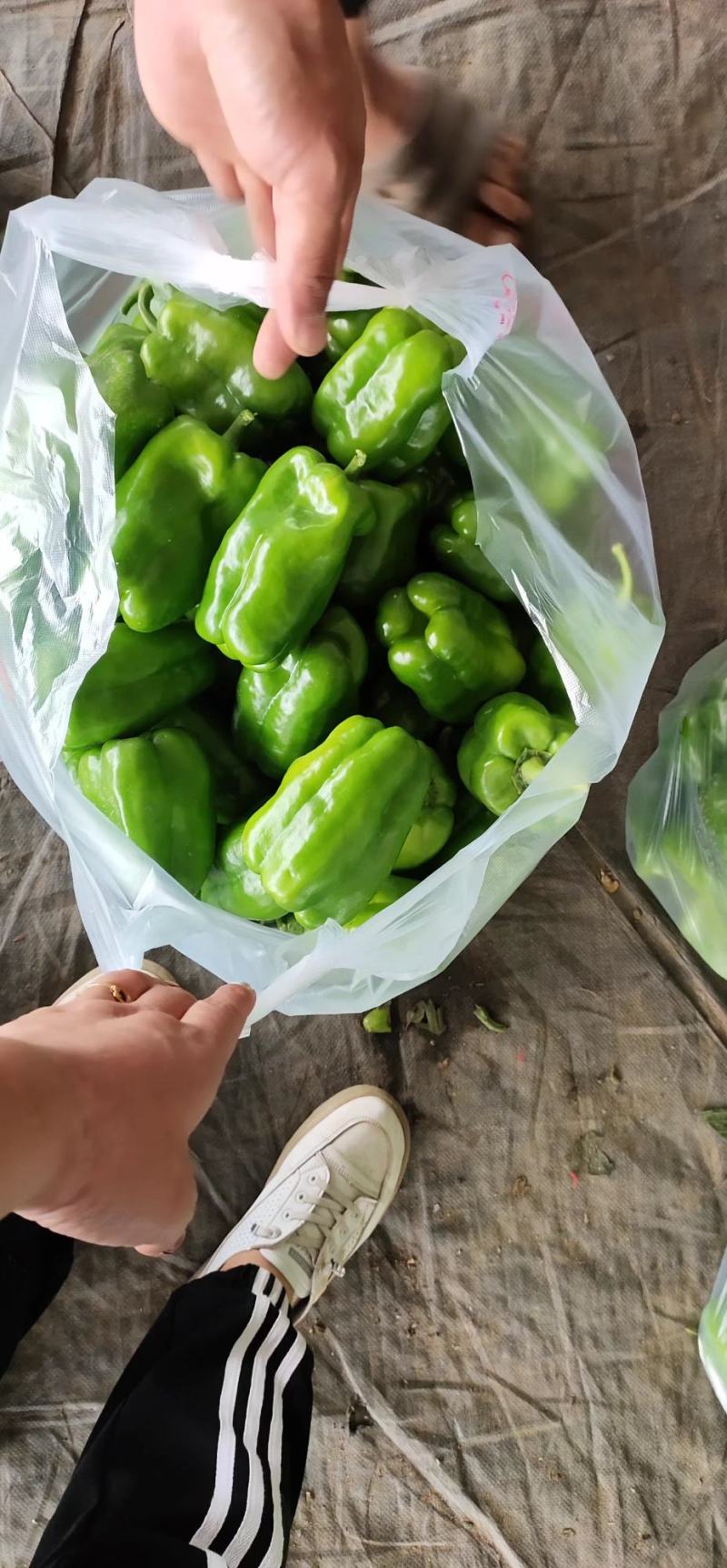 （热销）新乐市产地直发精品大棚种植太空椒