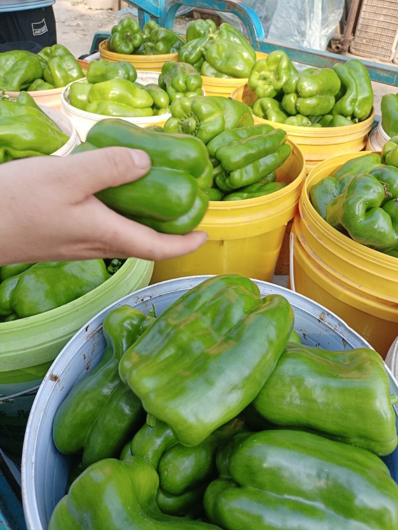 （热销）新乐市产地直发精品大棚种植太空椒