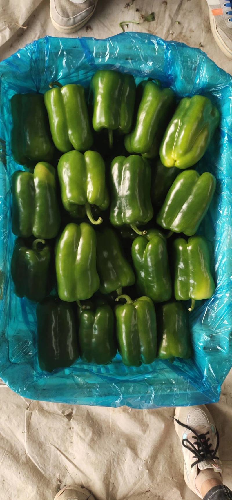 （热销）新乐市产地直发精品大棚种植太空椒