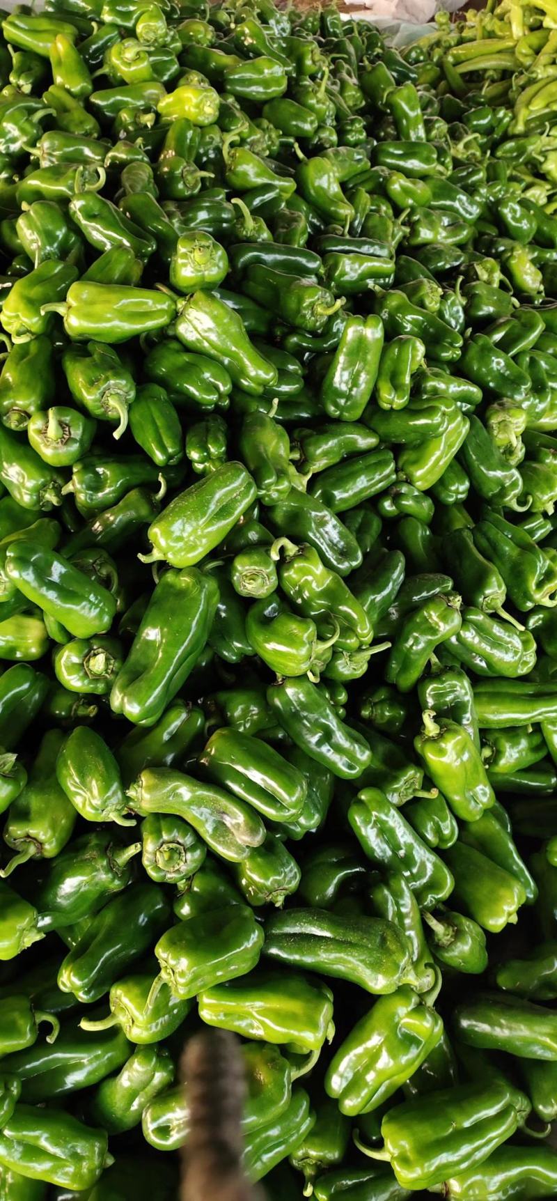 （热销）新乐市产地直发精品大棚种植太空椒