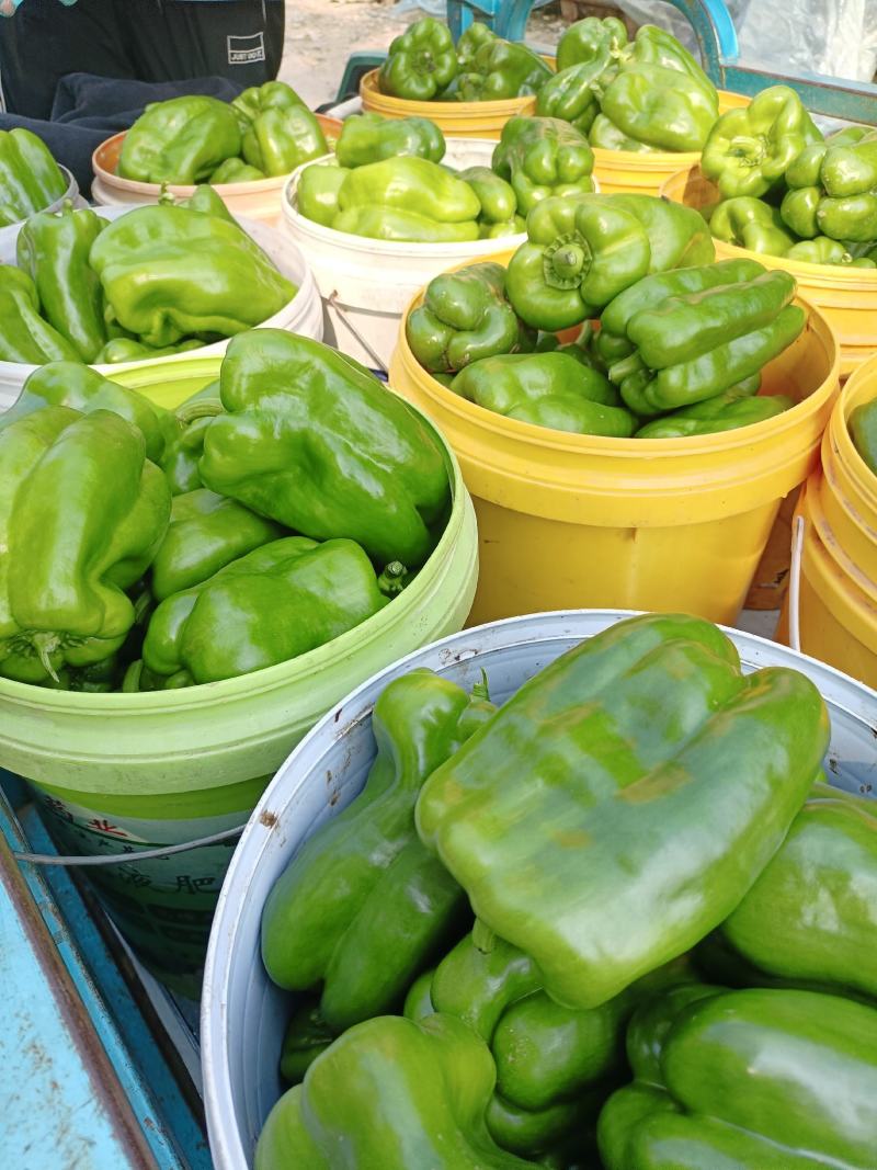 （热销）新乐市产地直发精品大棚种植太空椒