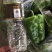 （热销）新乐市产地直发精品大棚种植太空椒