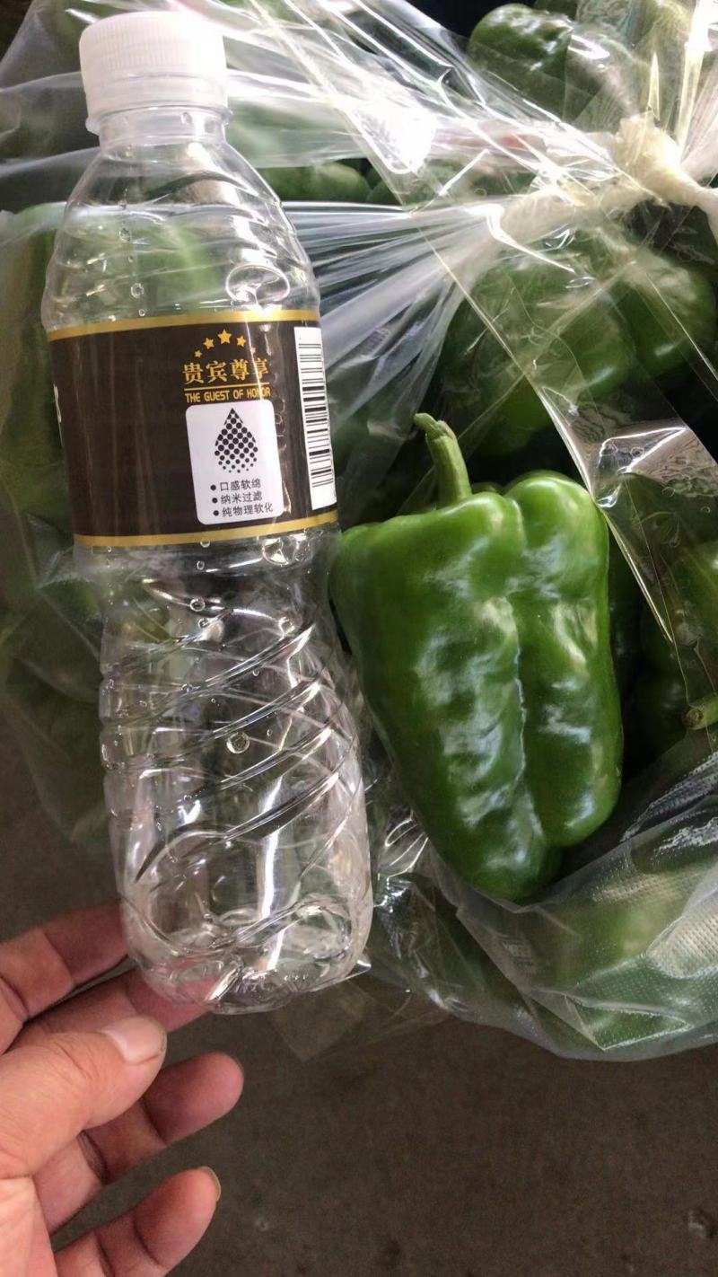 （热销）新乐市产地直发精品大棚种植太空椒
