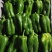 （热销）新乐市产地直发精品大棚种植太空椒