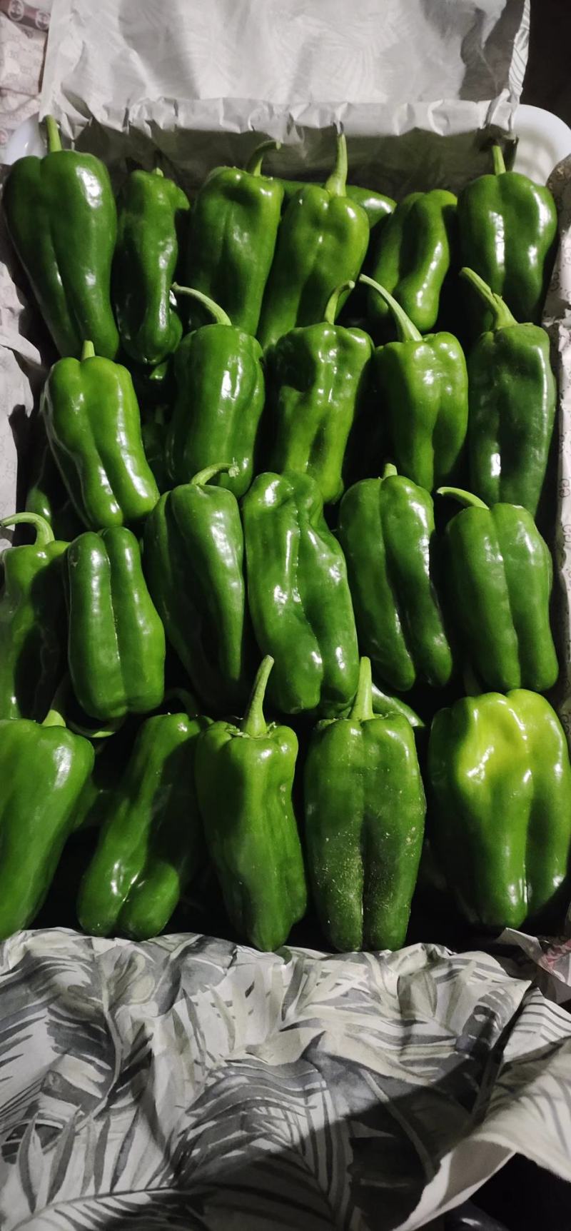 （热销）新乐市产地直发精品大棚种植太空椒