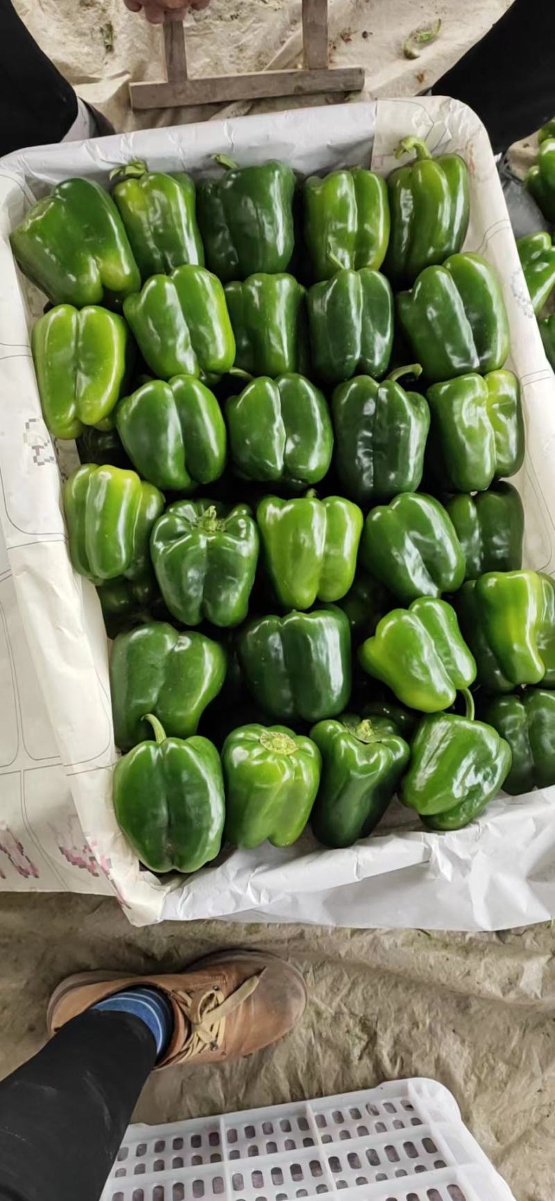 （热销）新乐市产地直发精品大棚种植太空椒