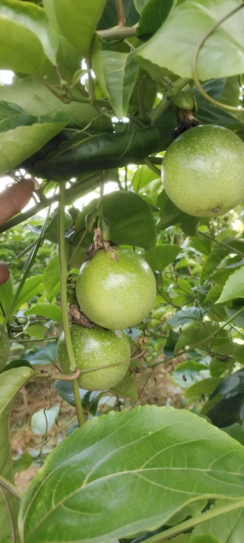 钦蜜九号百香果