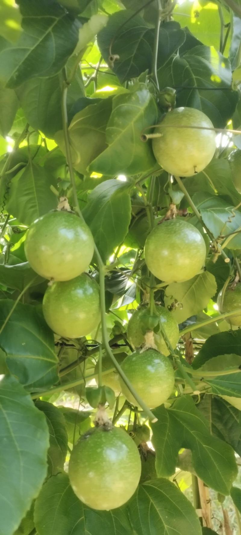 钦蜜九号百香果